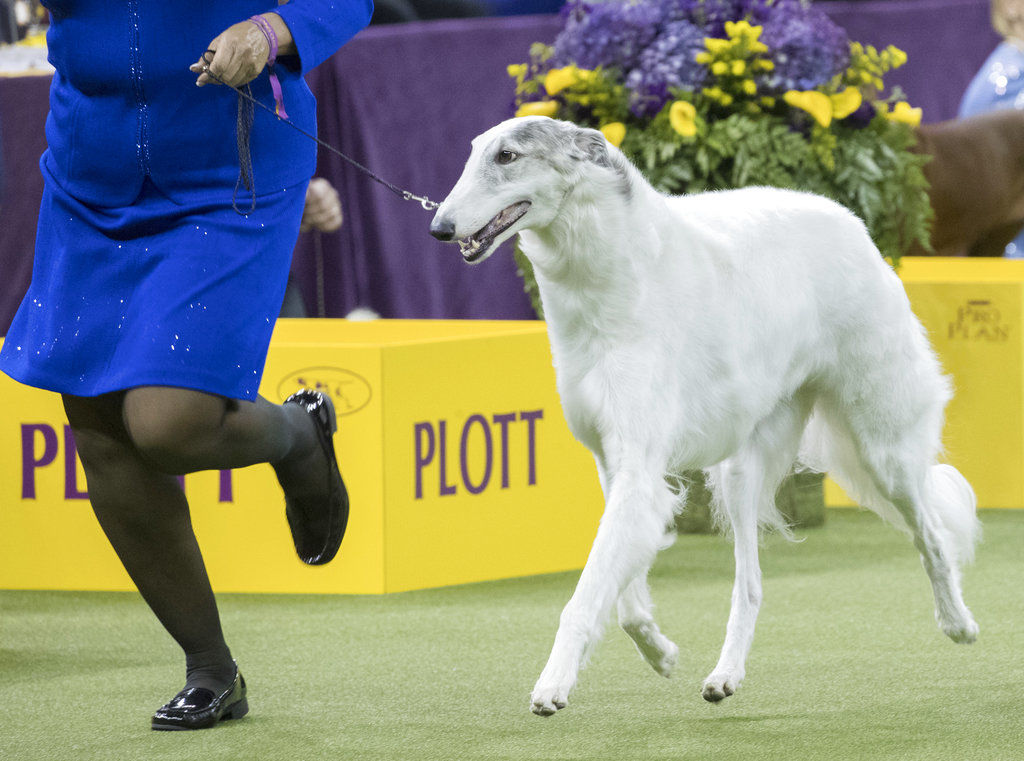 Westminster Dog Show